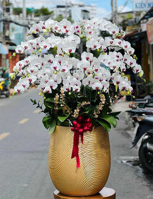 Chậu lan hồ điệp tặng giáng sinh
