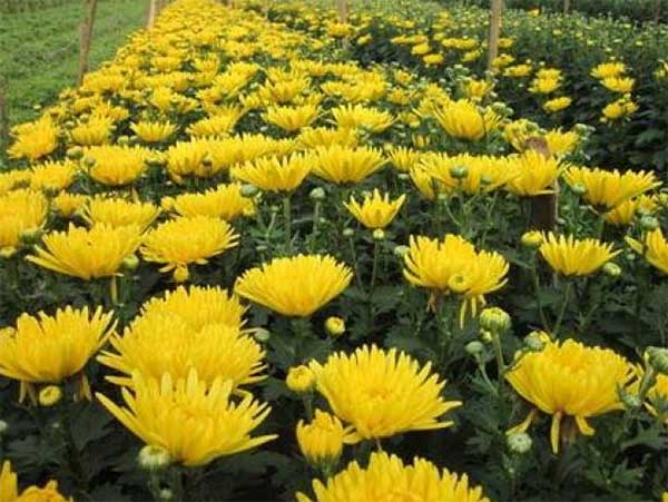 Hoa cúc vàng tượng trưng cho sự may mắn, tài lộc, phú quý.