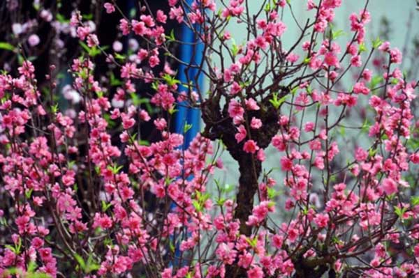 Hoa đào - biểu tượng của mùa xuân miền Bắc