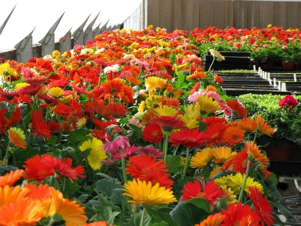 Kinh doanh hoa đồng tiền dịp tết
