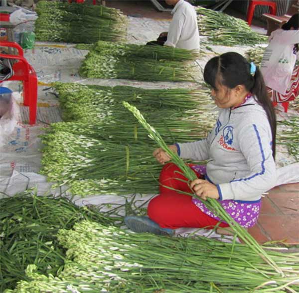 Kinh doanh hoa huệ dịp tết