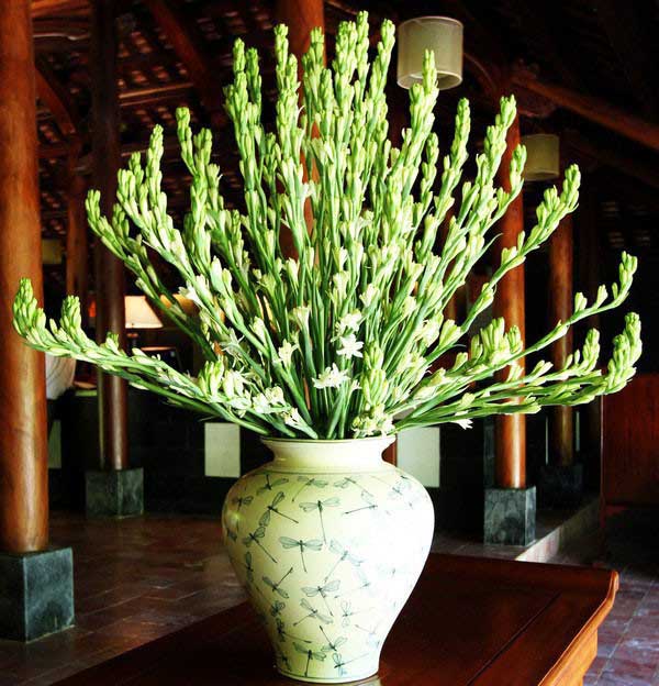 Hoa huệ tết