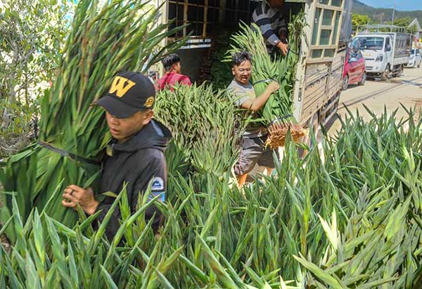 Hoa lay ơn bán tết