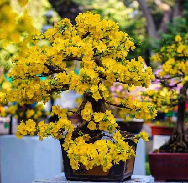 Hoa mai - nét đặc trưng của ngày Tết ở miền Nam