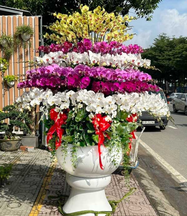 Lan hồ điệp tết