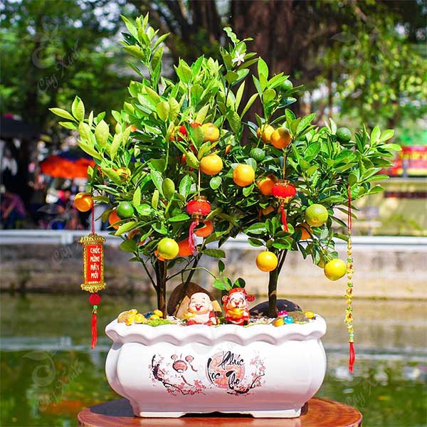 Quất tết