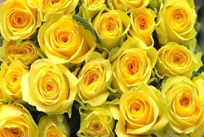 Ý nghĩa của hoa hồng vàng